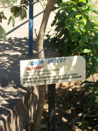 Platypodium elegans III